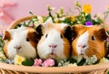 Three cute guinea pigs sitting in a basket among flowers Royalty Free Stock Photo